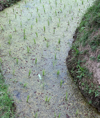Ceking Rice Terrace